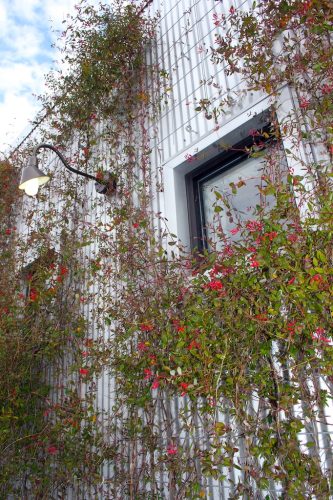 Landscaper-Charleston-SC-118
