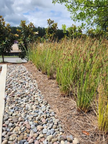 Landscaper-Charleston-SC-127