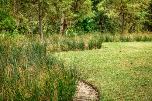 Landscaper-Charleston-SC-7-22-25-009