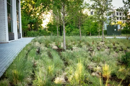 Landscaper-Charleston-SC-9-9-26-8